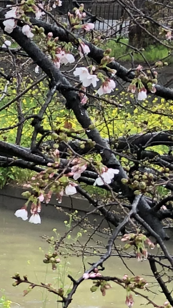 時間の問題ですね🌸