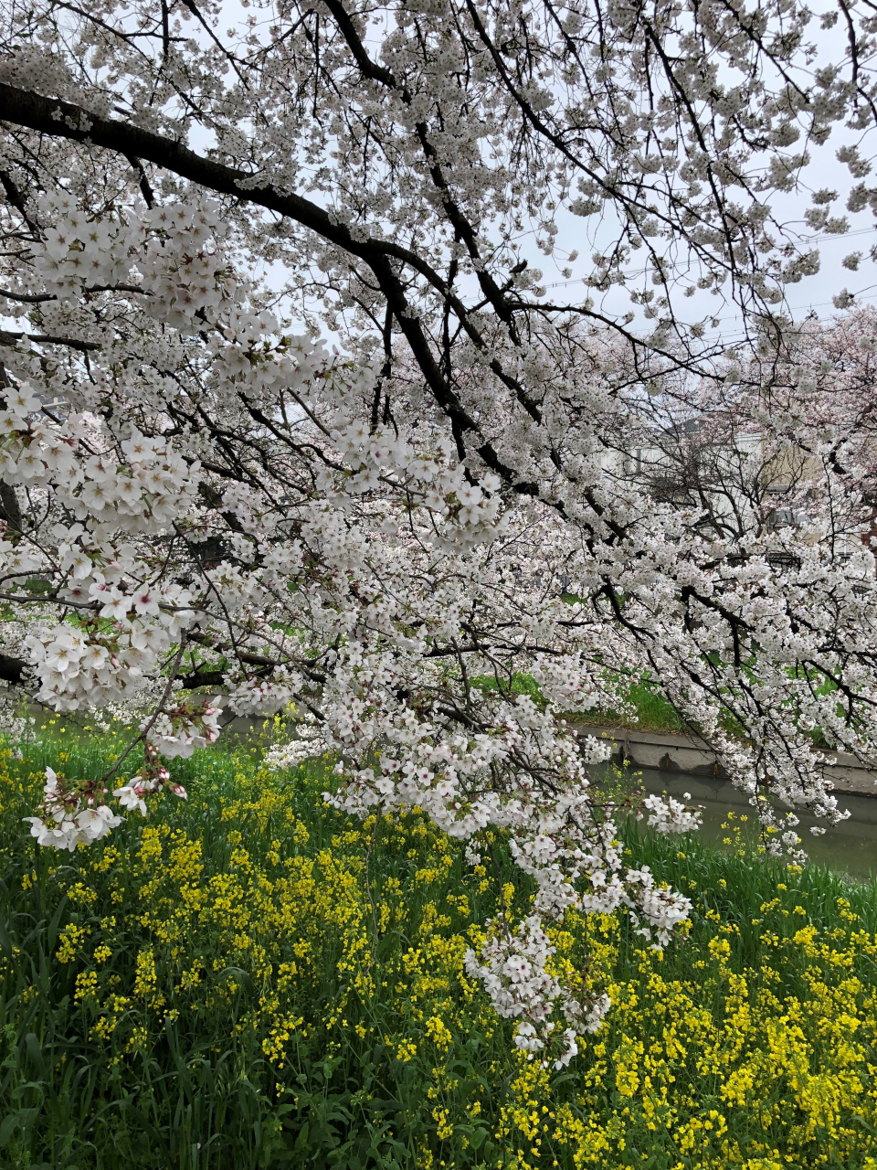 🌸今週末がチャンス🌸