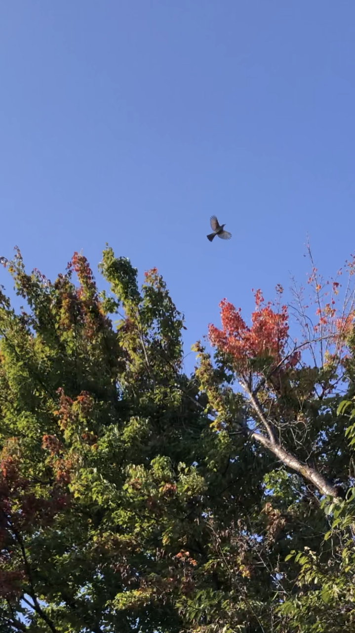 短い秋を楽しみたい